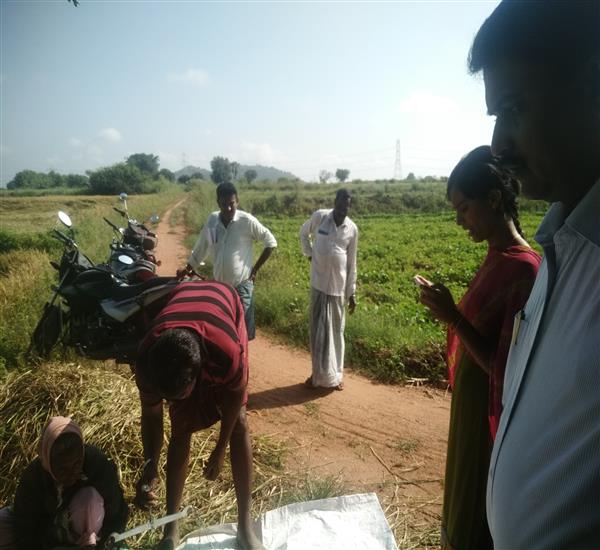 Peddapalli District - Peddapalle Division                                                                                                                                                                                                                  - Crop Cutting Expts.,                                                                                                                                   - Paddy harvesting supervision at Telukunta village Julapalle Mandal                                                                                                                                                                                              - dt.02/11/2019          